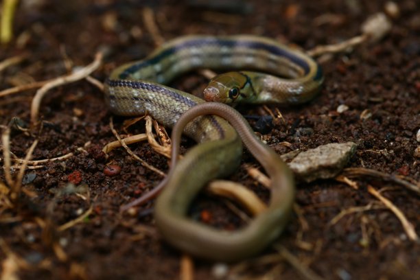 copperhead