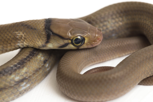 copperhead