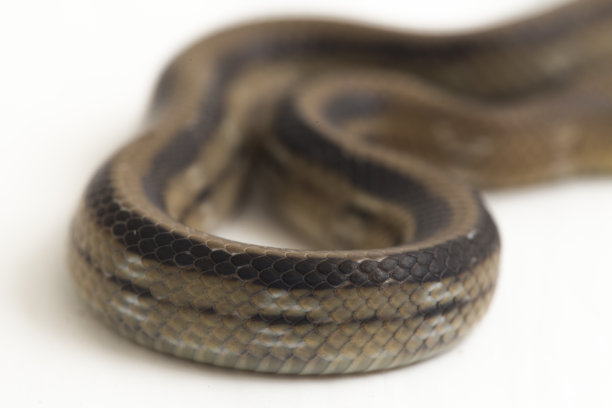 copperhead