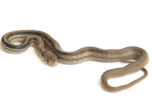 copperhead