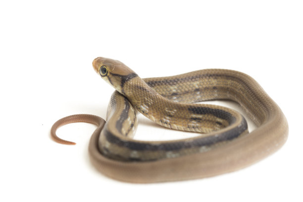 copperhead