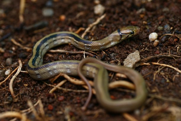 copperhead
