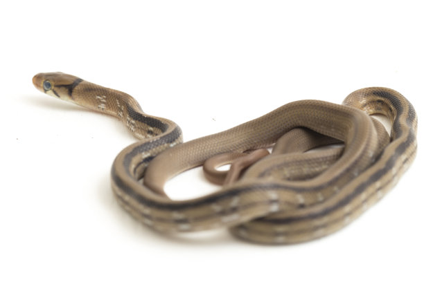 copperhead