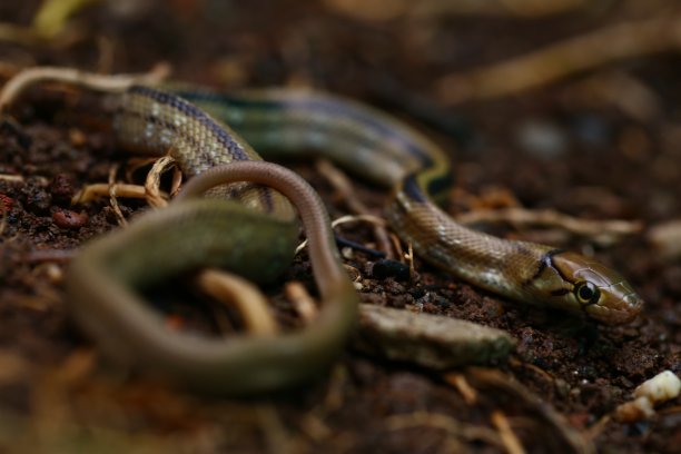 copperhead