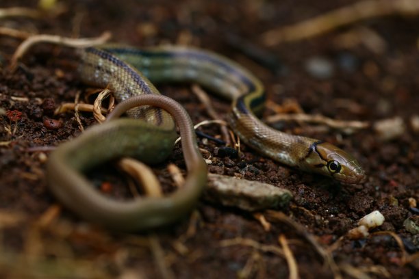 copperhead
