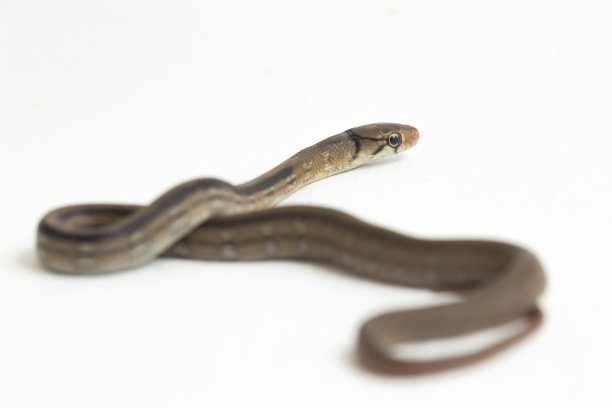 copperhead