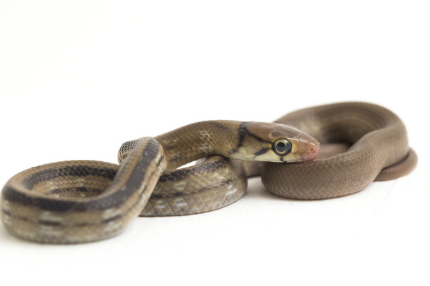 copperhead