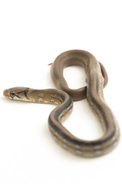 copperhead
