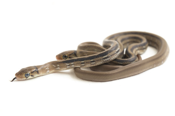 copperhead