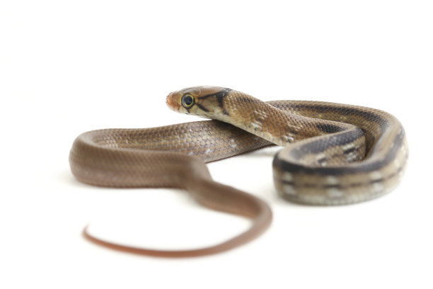 copperhead