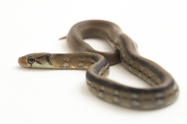 copperhead