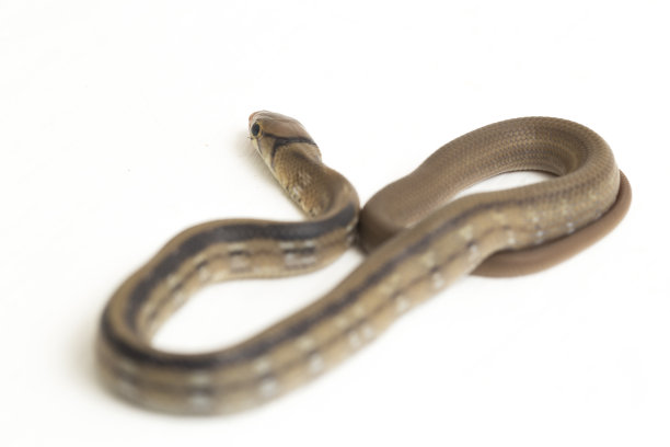 copperhead