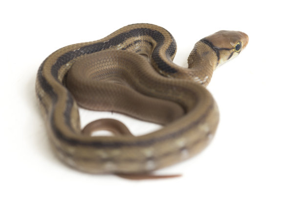 copperhead