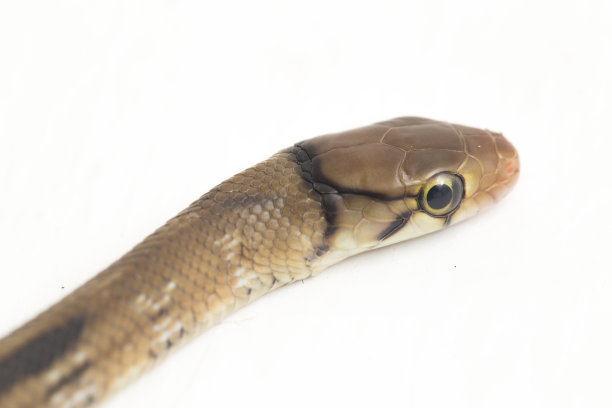 copperhead