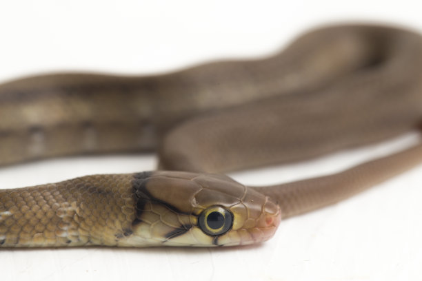 copperhead