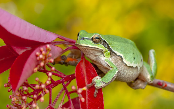 dendrobates