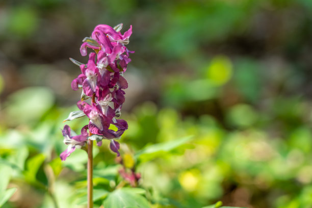 corydalis