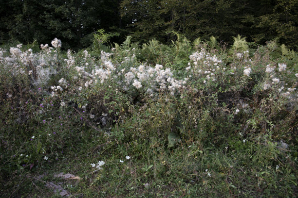 filipendula