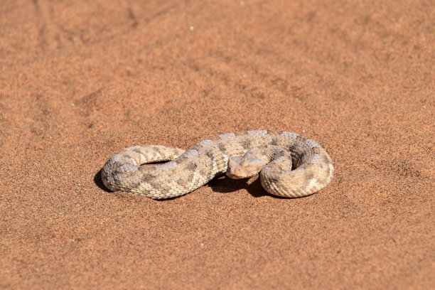 atheris