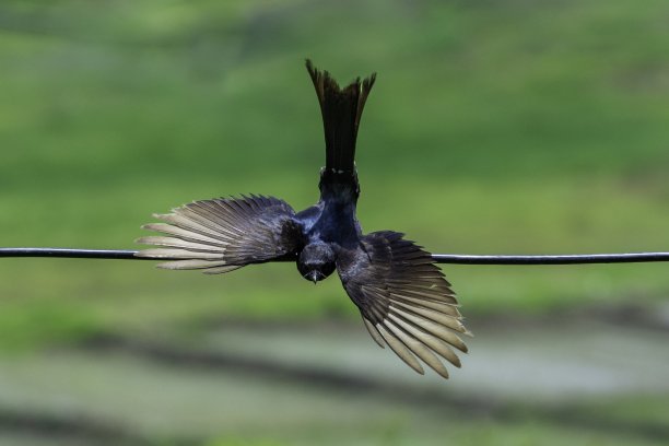 drongo