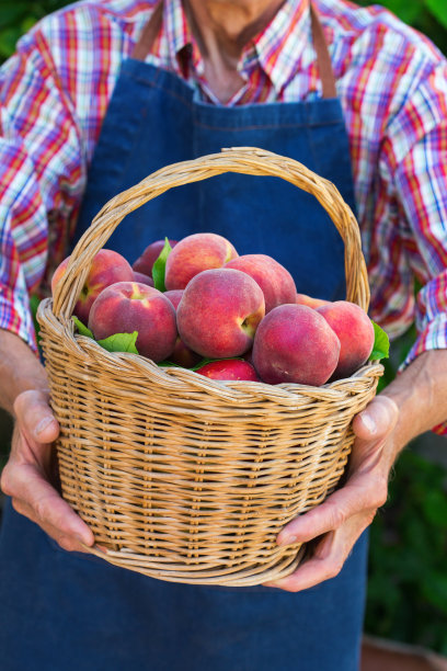 nectarines