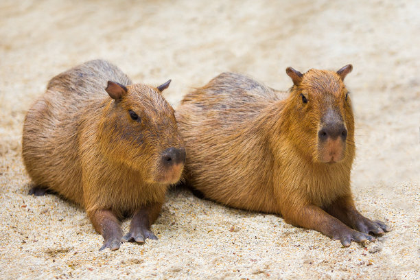 capybara