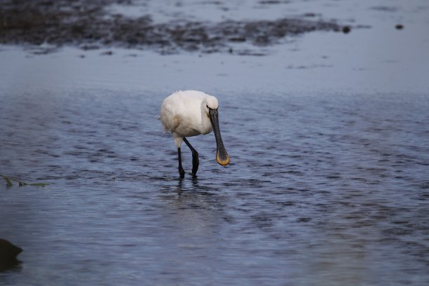 spoonbill