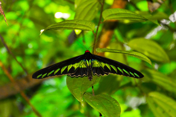 ornithoptera