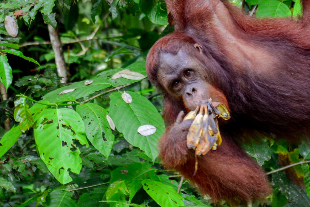 pongo