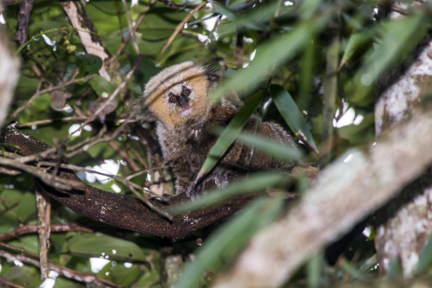 marmoset