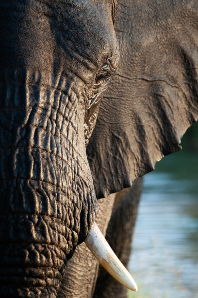 pachyderm