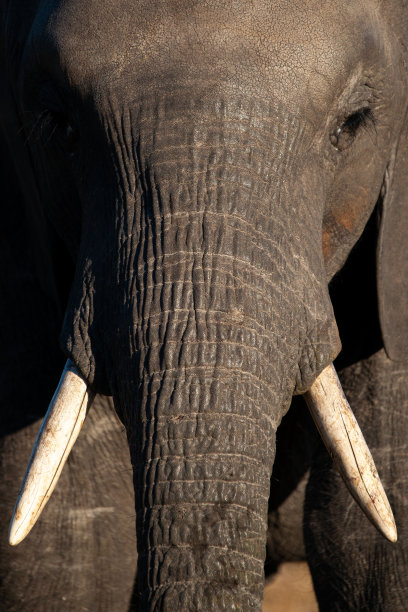 pachyderm