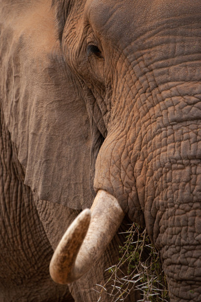pachyderm