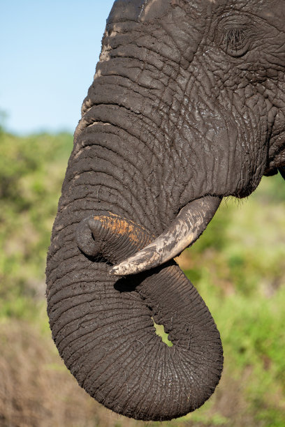 pachyderm