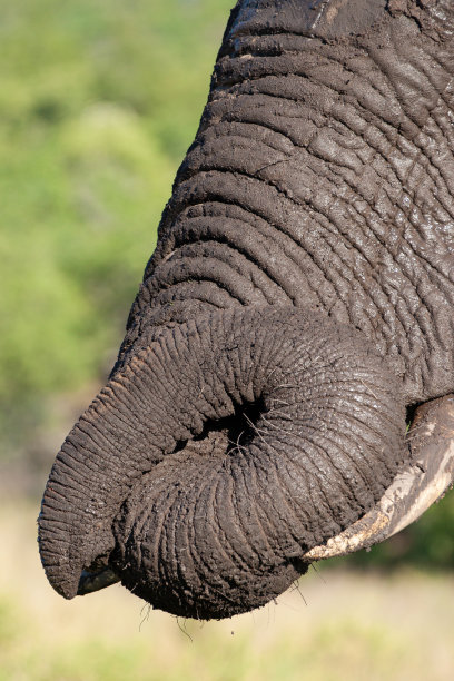 pachyderm