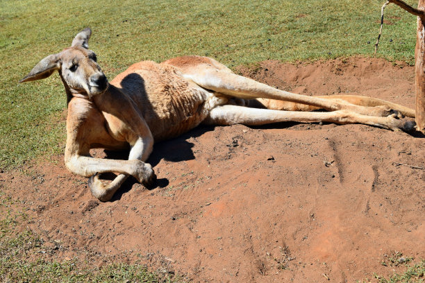 wallaroo