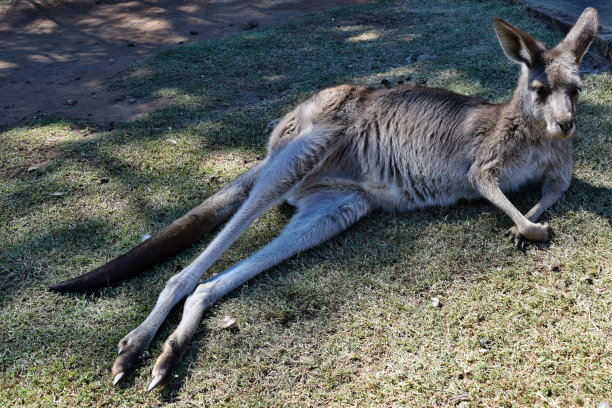 wallaroo