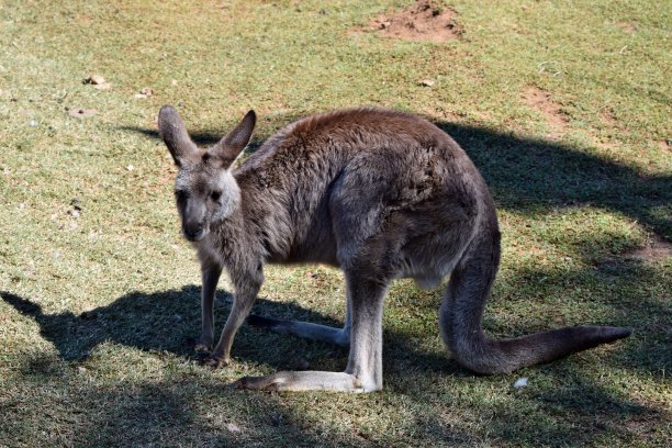 wallaroo