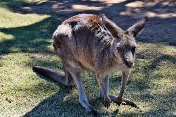 wallaroo
