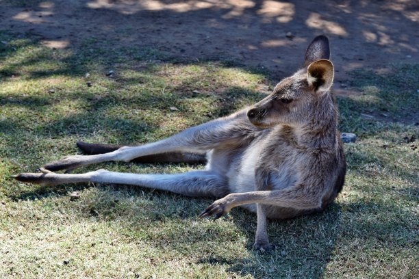 wallaroo