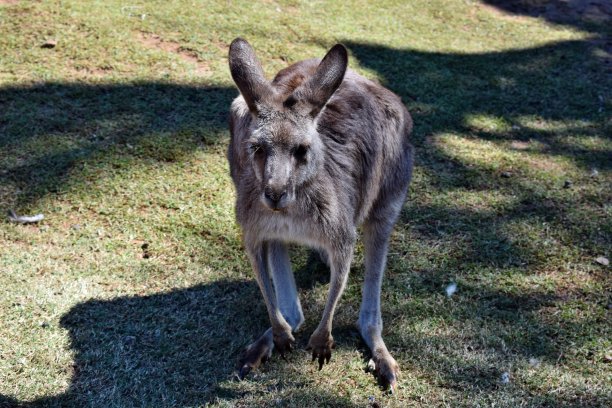 wallaroo