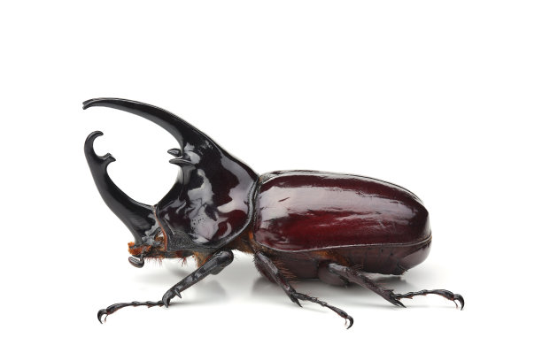 arthropod