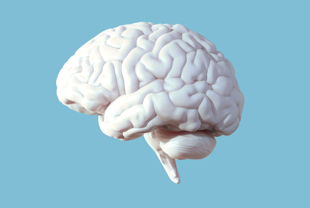 cerebrum