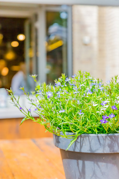 lobelia