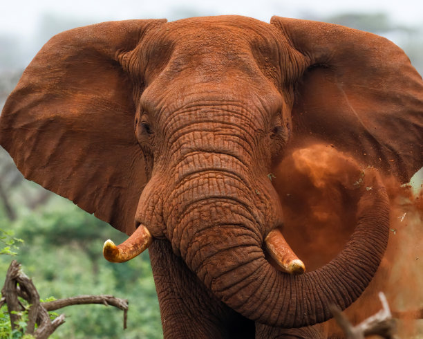 pachyderm
