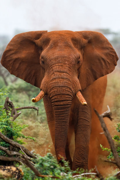 pachyderm