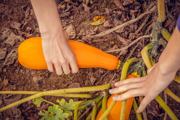 courgette