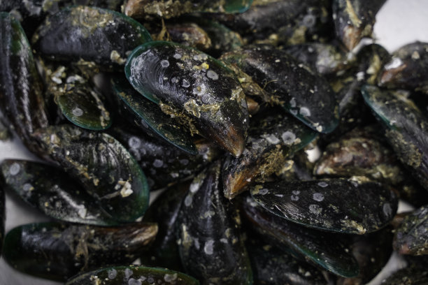 mussels
