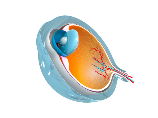 retina