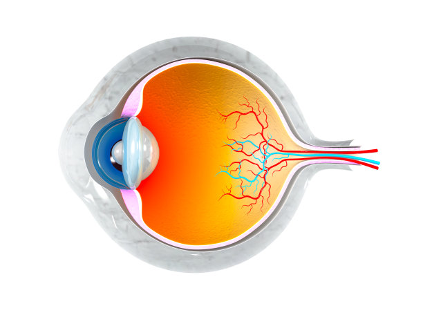 retina